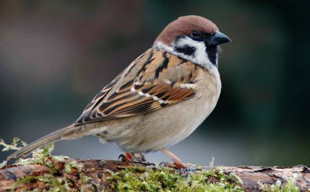 World Sparrow Day 2016: Your friendly bird is soon ...