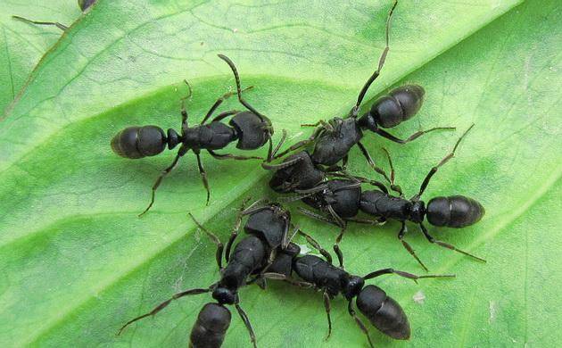 Scientists name new species of ants after English rock ...