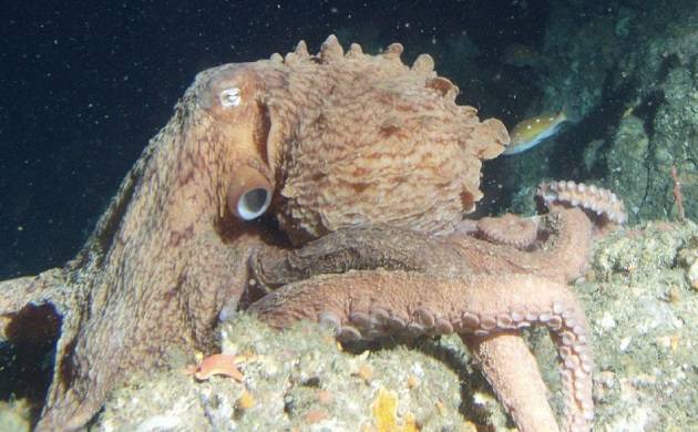 Giant Pacific Octopus discovered by scientists off the coast of Alaska ...