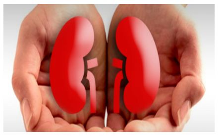 Image result for kidney-problem