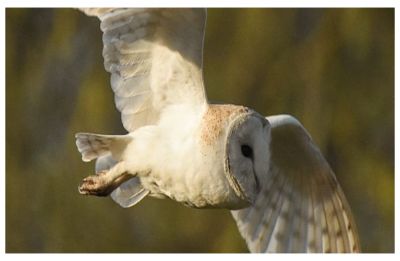 Barn Owls Latest News Photos Videos On Barn Owls News Nation