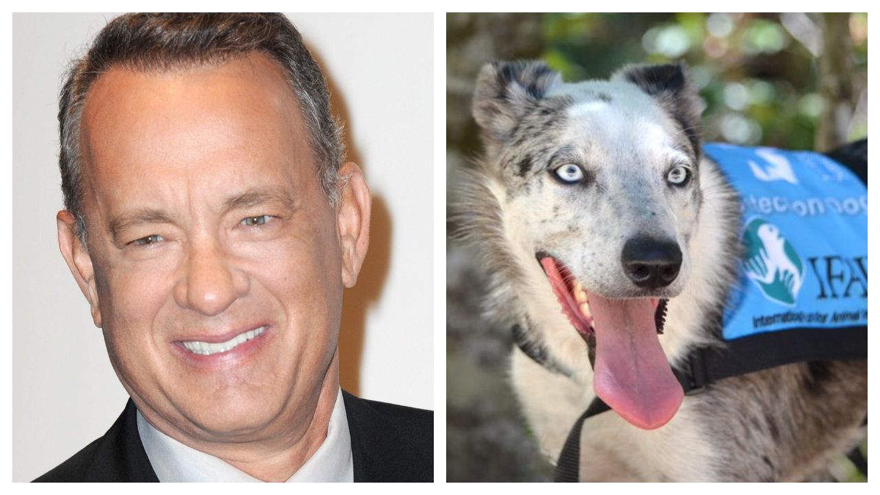 Tom Hanks Wants Disney To Make A Movie on 'Bear', The Dog ...